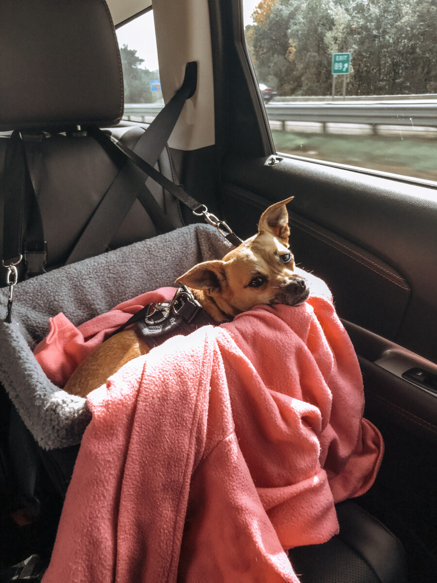 Booster Car Seat Dog Mom Guide